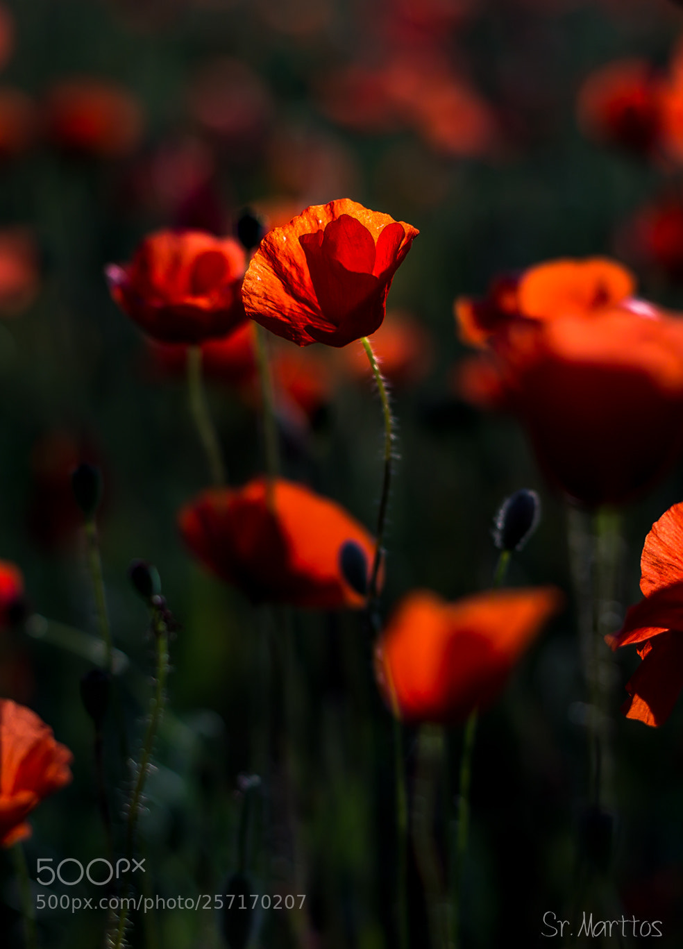 Canon EOS 6D sample photo. Untitled photography