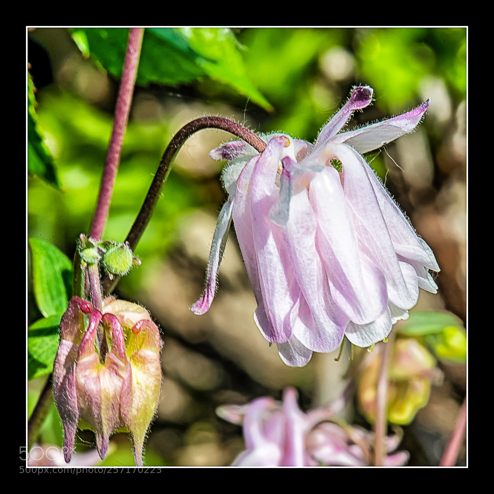 Nikon D610 sample photo. Ancolie photography