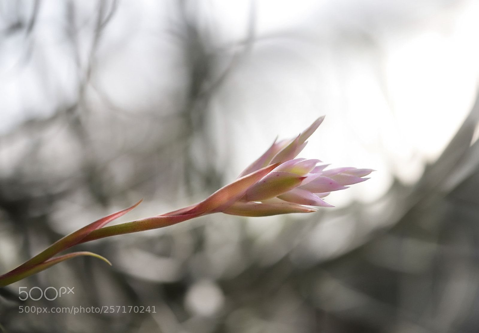 Canon EOS 6D Mark II sample photo. Phalaenopsis photography