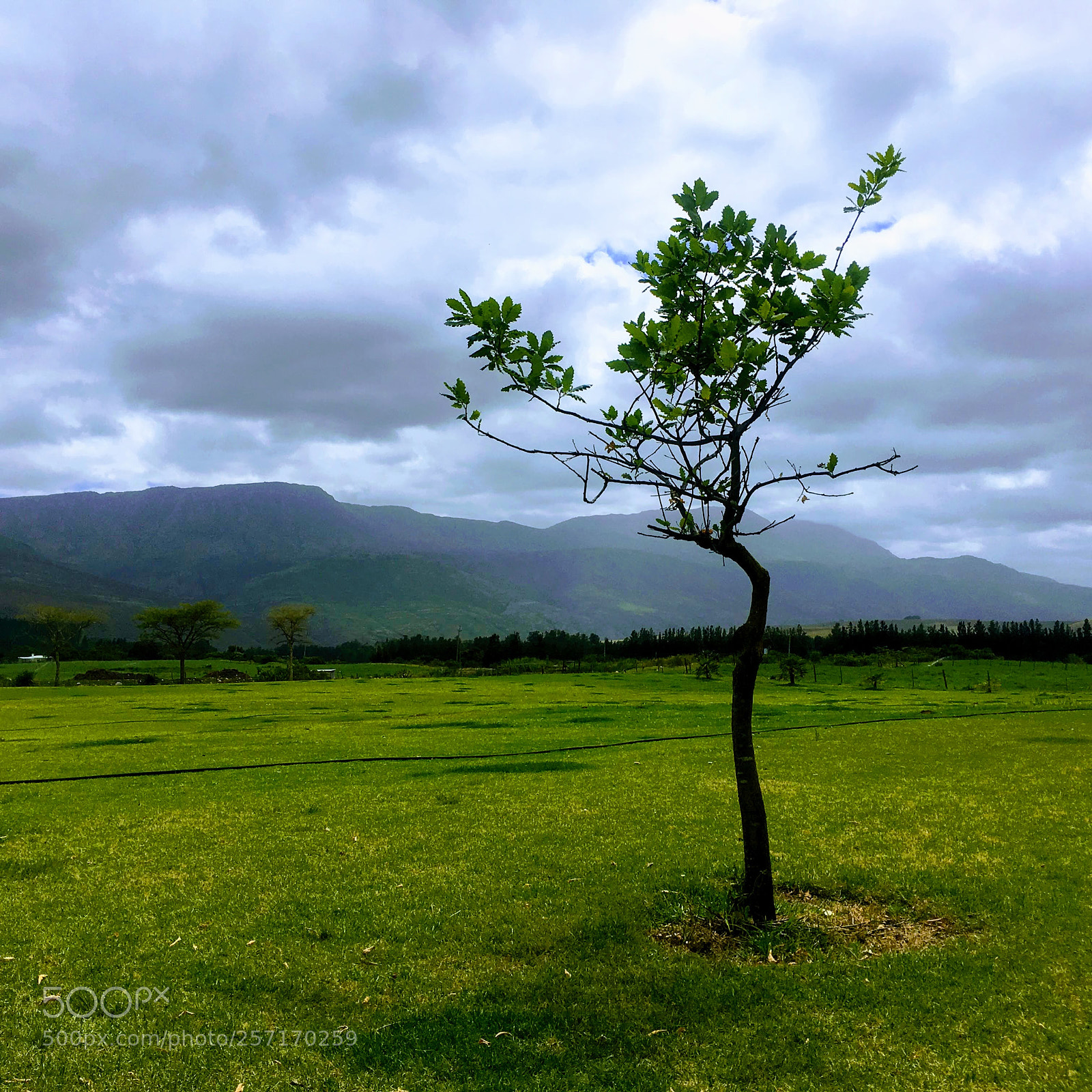 Apple iPhone SE sample photo. Lonely tree photography