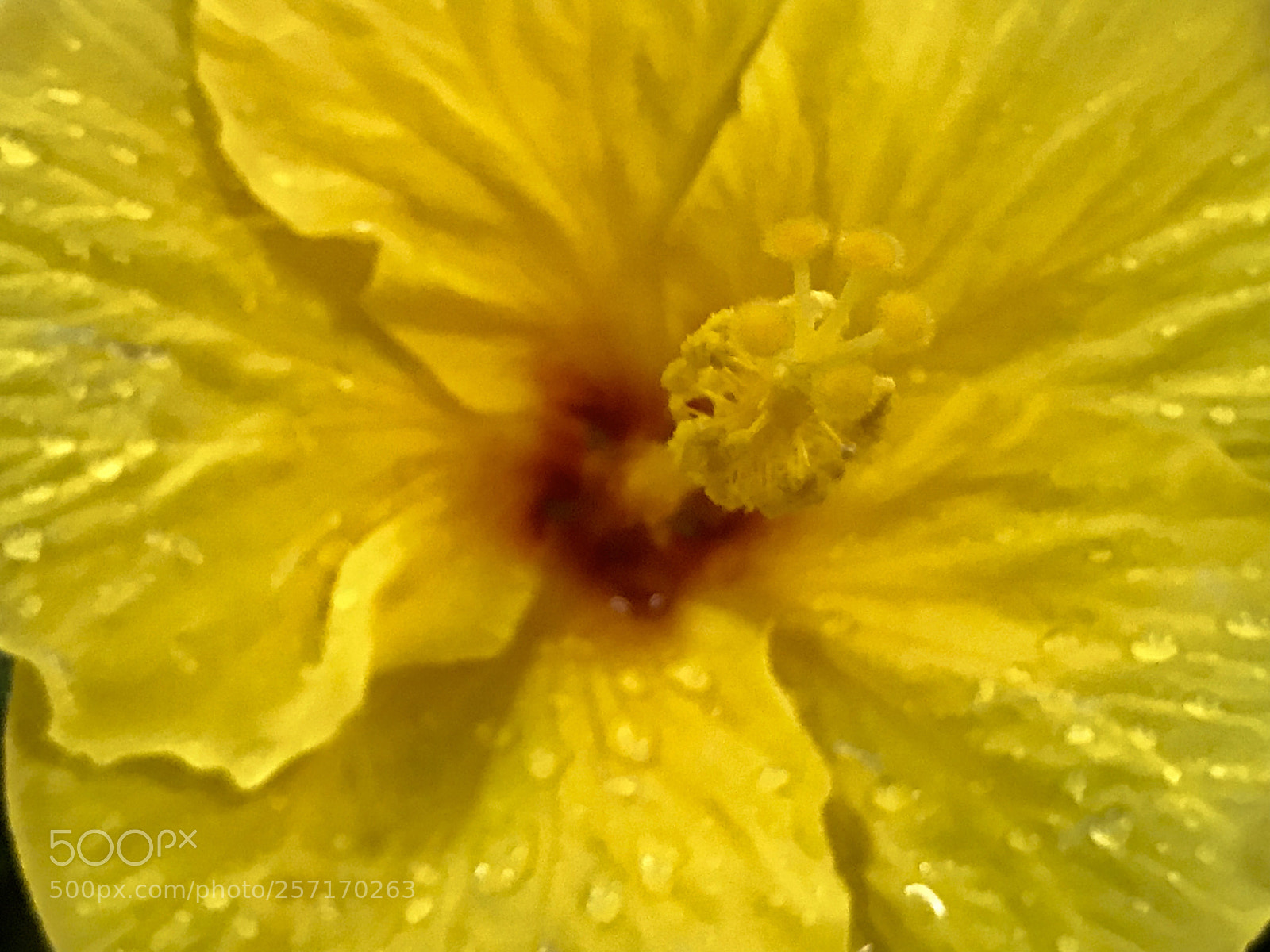 Apple iPhone 7 Plus sample photo. Yellow  photography