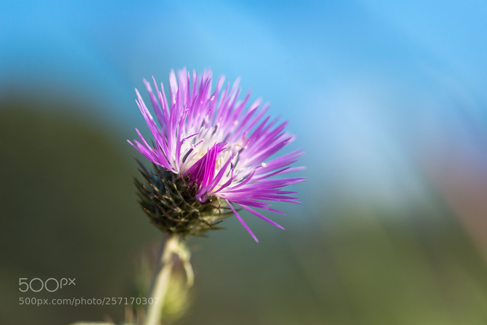 Nikon D610 sample photo. Purple photography