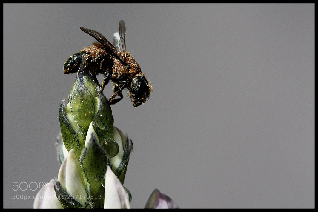 Canon EOS 450D (EOS Rebel XSi / EOS Kiss X2) sample photo. Summit.... photography