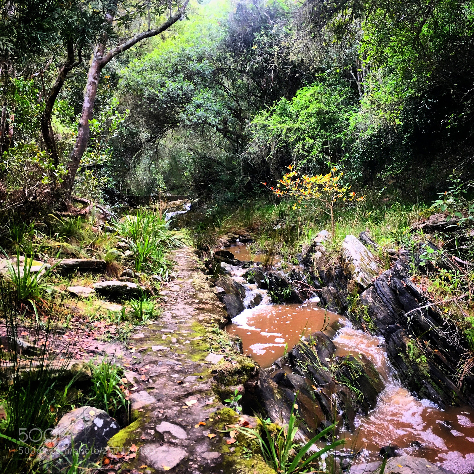 Apple iPhone SE sample photo. Riverside hike photography