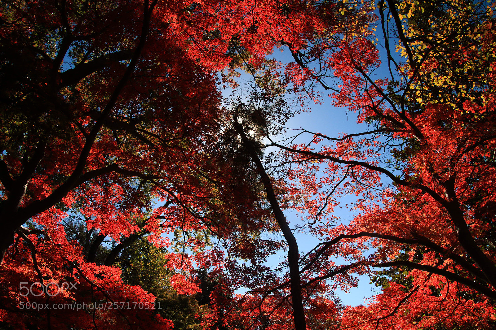 Canon EOS 7D Mark II sample photo. Autumn photography