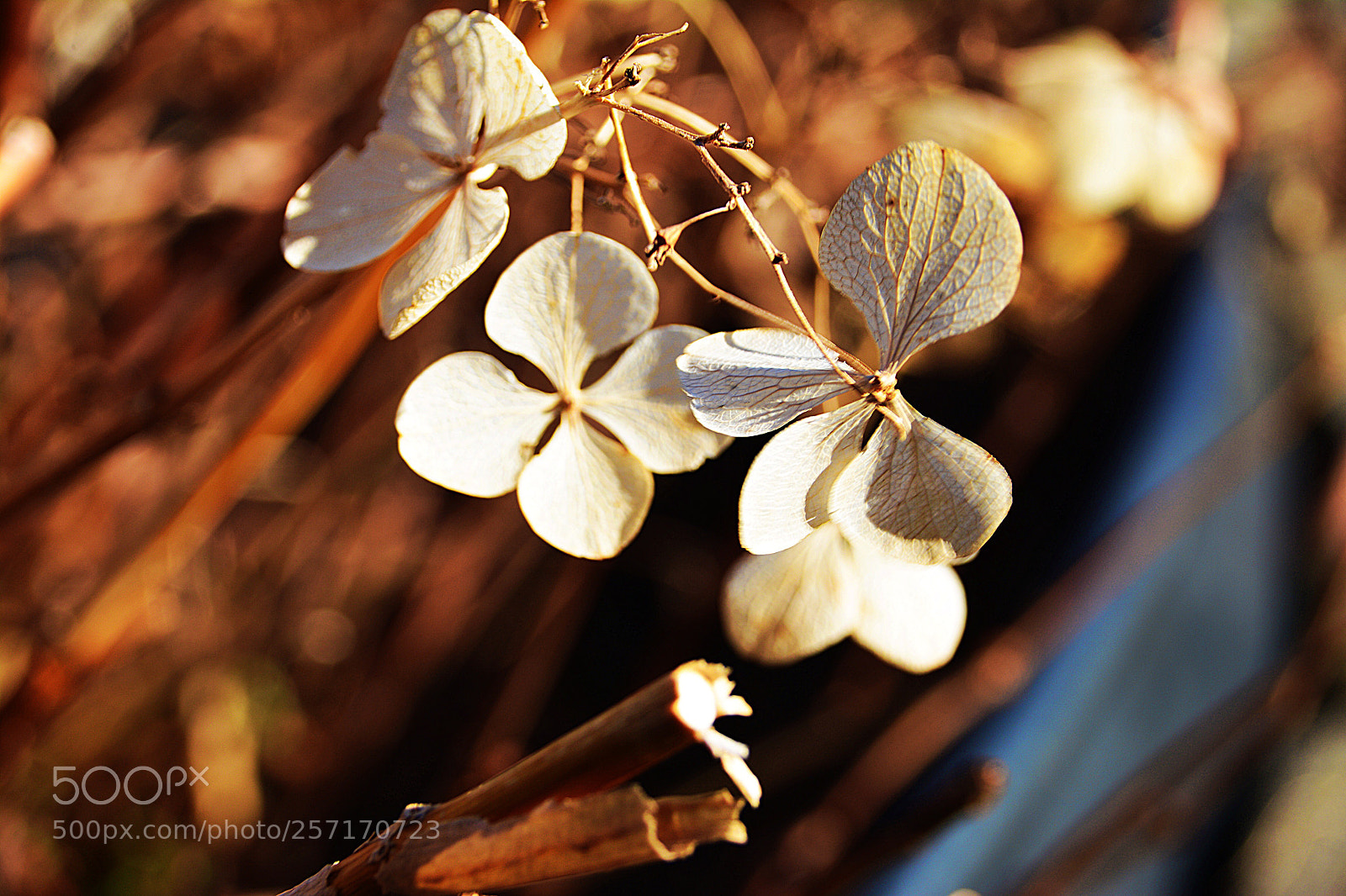 Nikon D7100 sample photo. Fleurs séchées photography