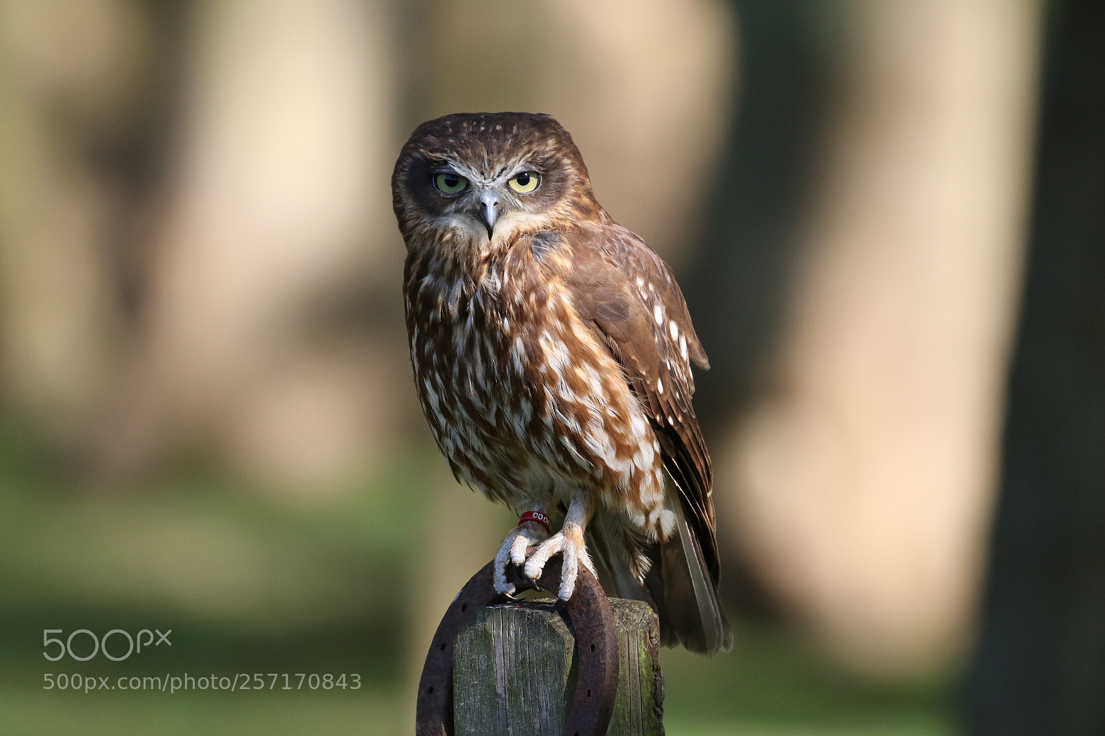 Canon EOS 7D Mark II sample photo. Boobook owl photography
