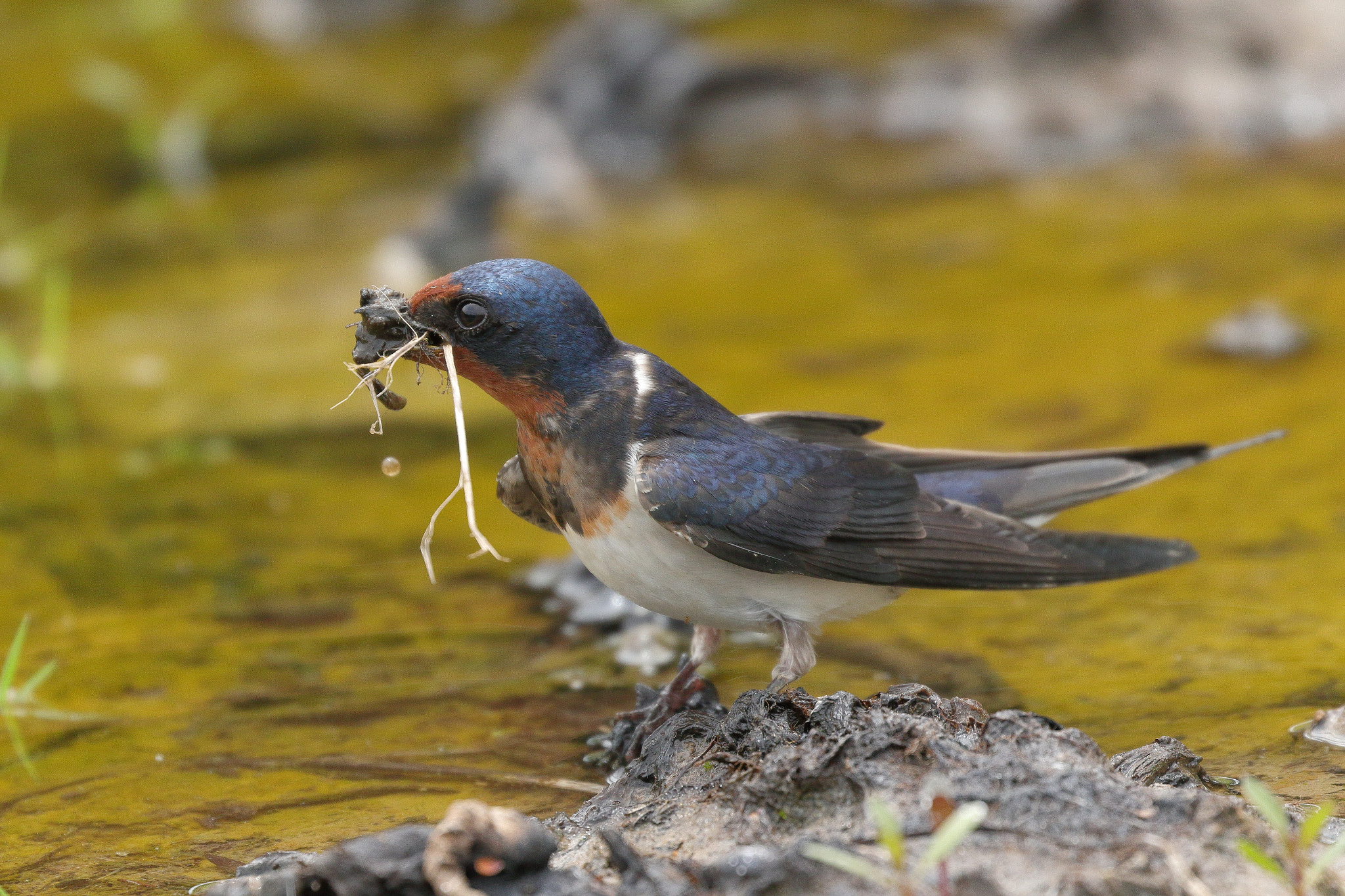 Canon EOS 7D Mark II sample photo. Swallow 7i2a1032 photography