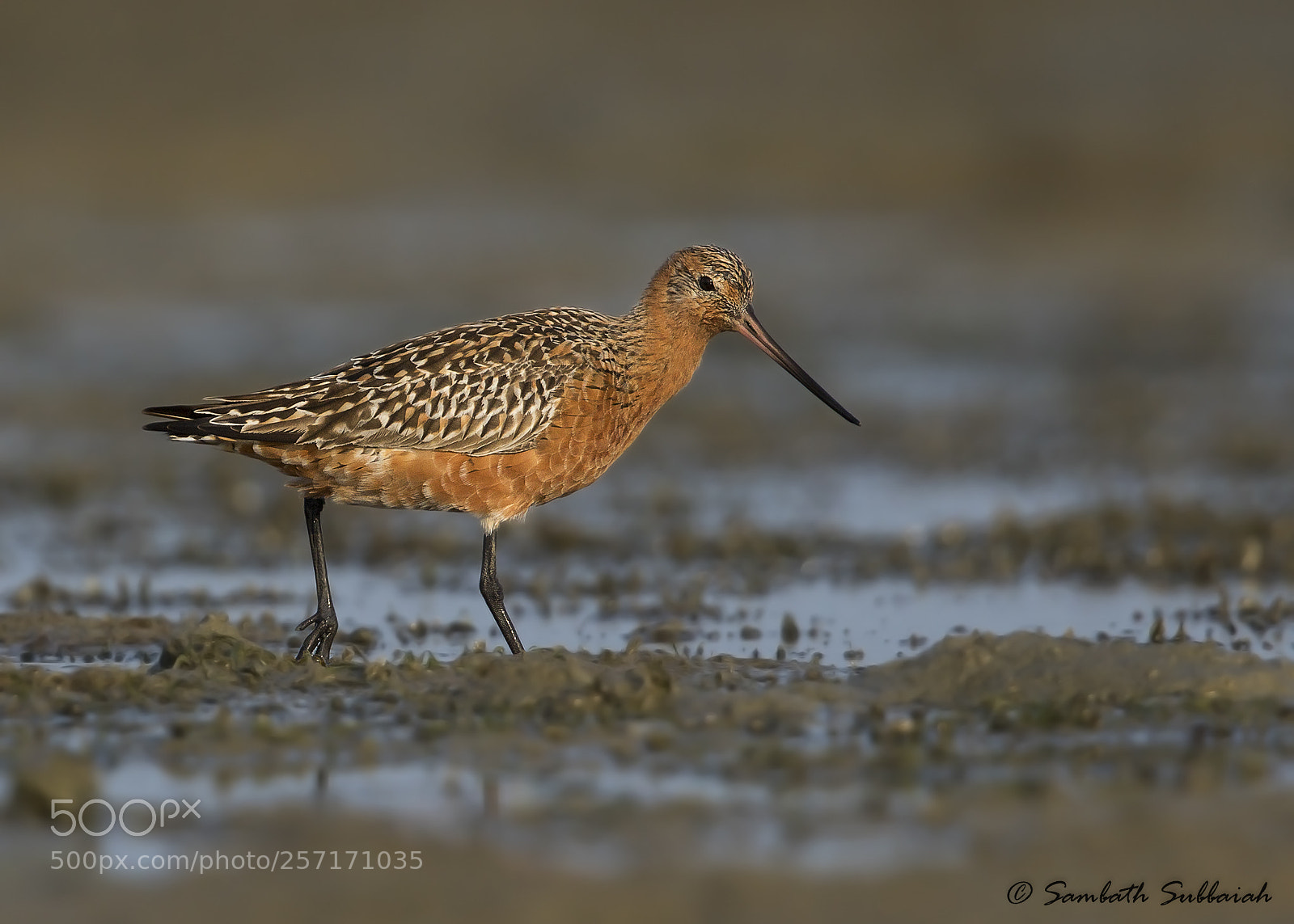 Canon EOS 7D Mark II sample photo. Bar tailed godwit breeding photography