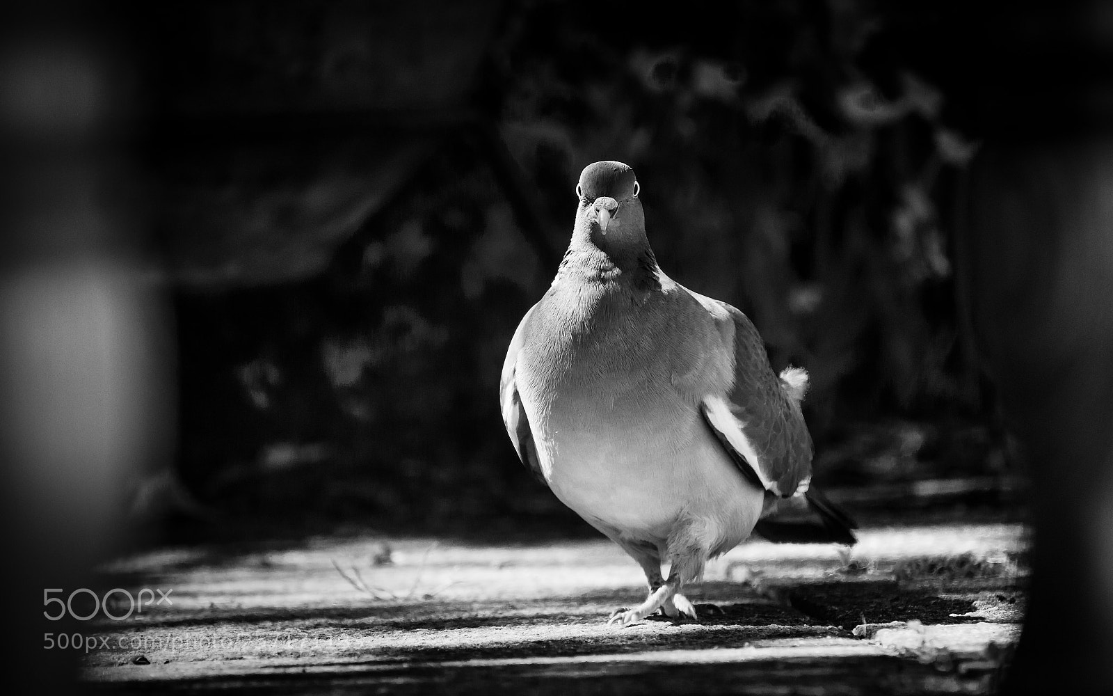 Canon EOS 7D sample photo. Pigeon poser photography