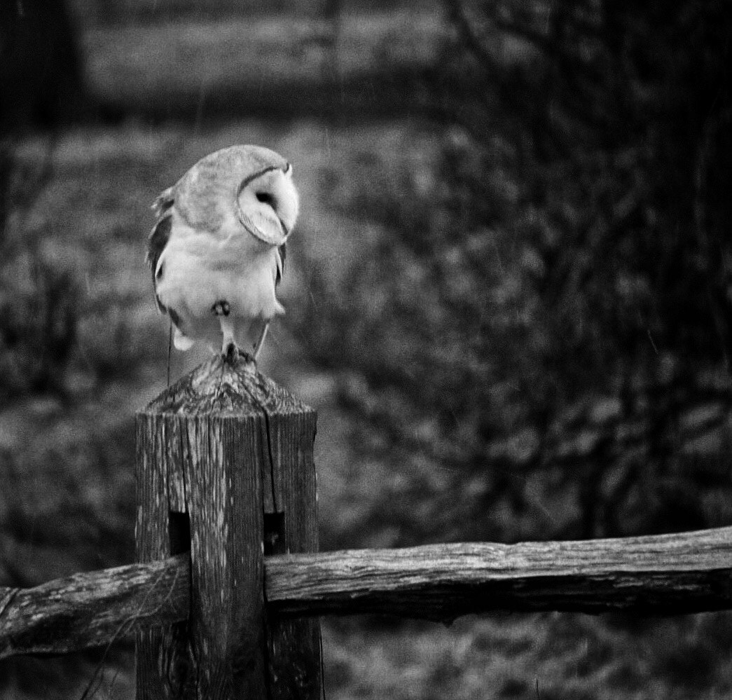 Panasonic Lumix DMC-G5 sample photo. Always a joy when friends come to visit..... photography