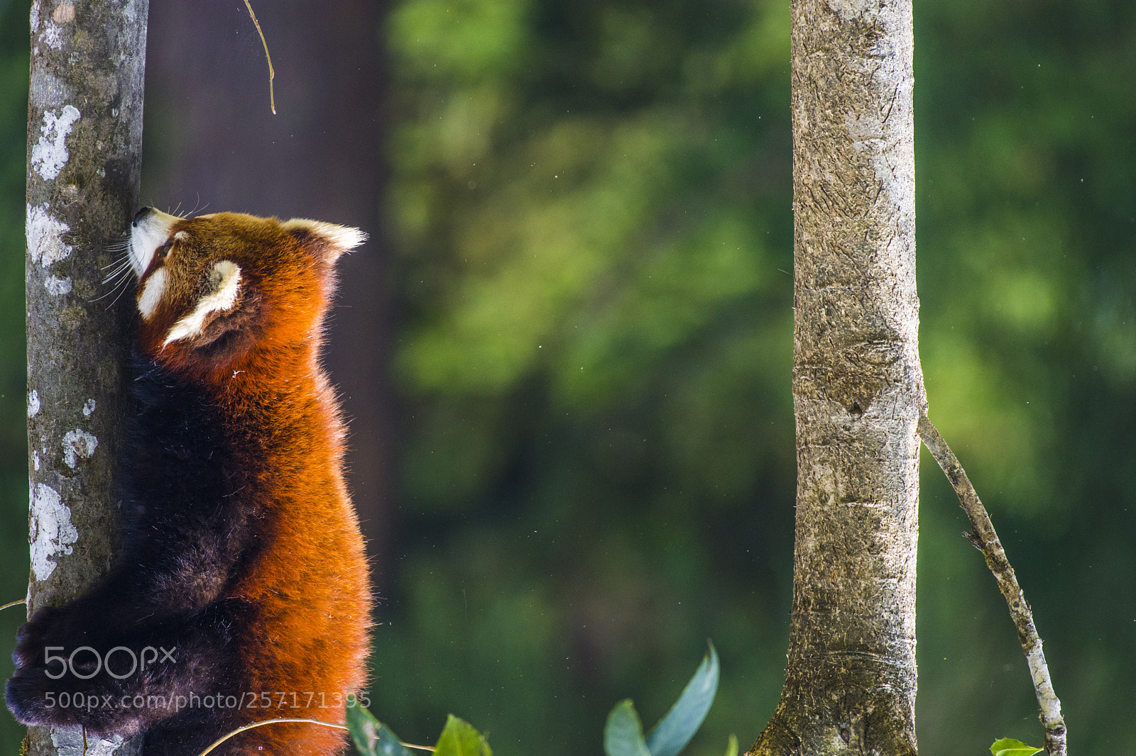 Nikon D7200 sample photo. Red panda photography