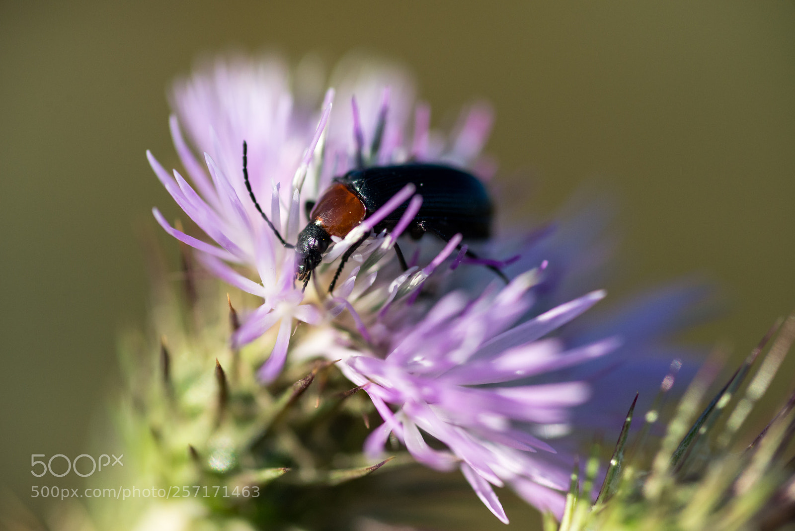 Nikon D610 sample photo. A bug in is photography