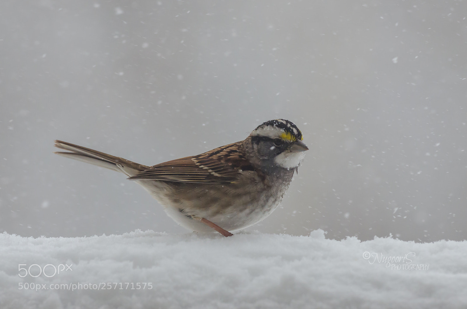 Nikon D7000 sample photo. White-throated sparrow photography