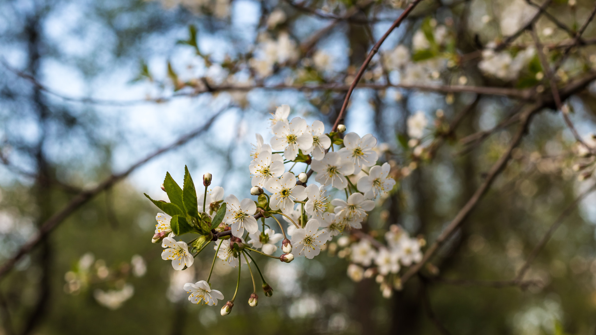 Canon EOS M6 sample photo. May apple trees photography