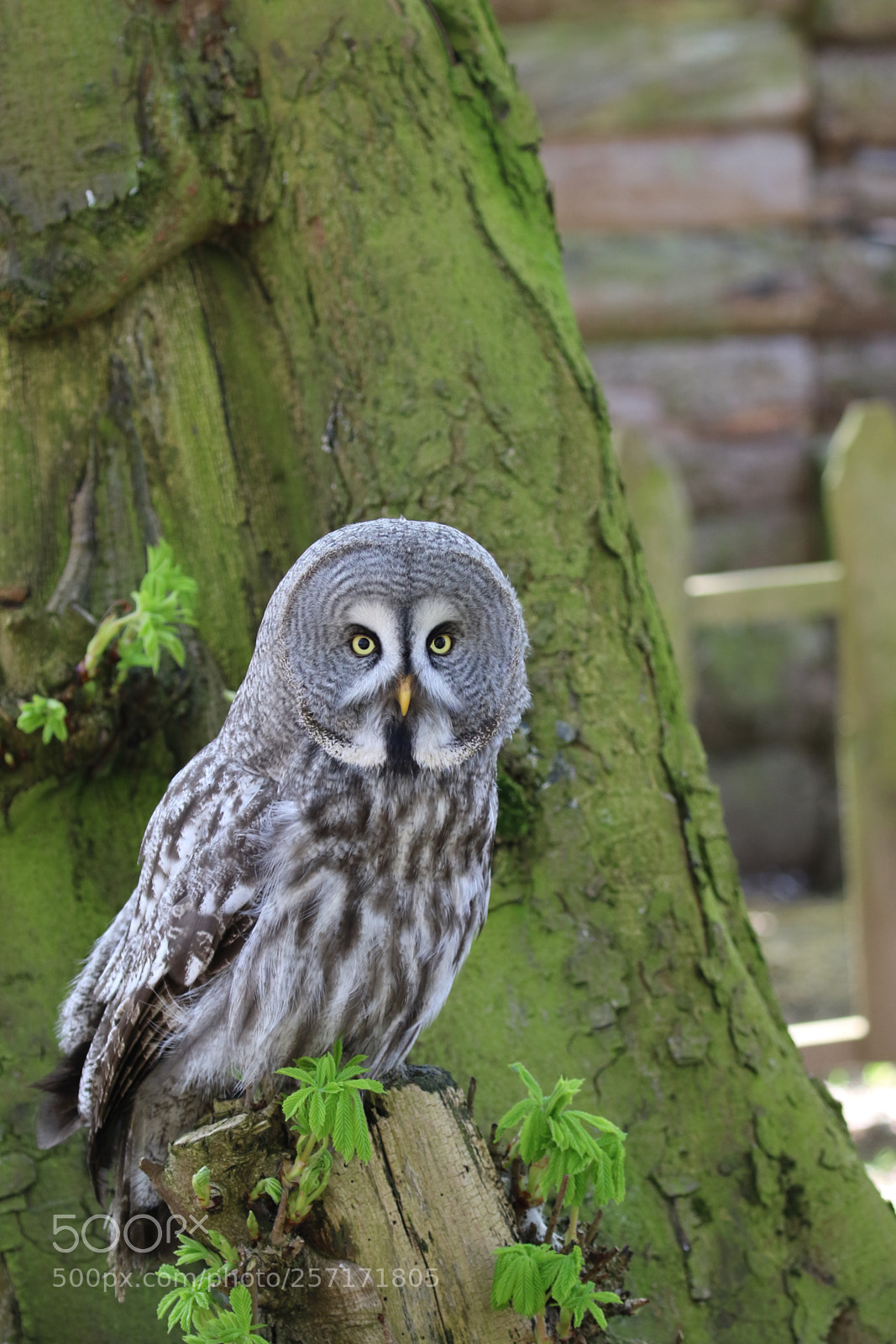 Canon EOS 7D Mark II sample photo. Great grey owl photography
