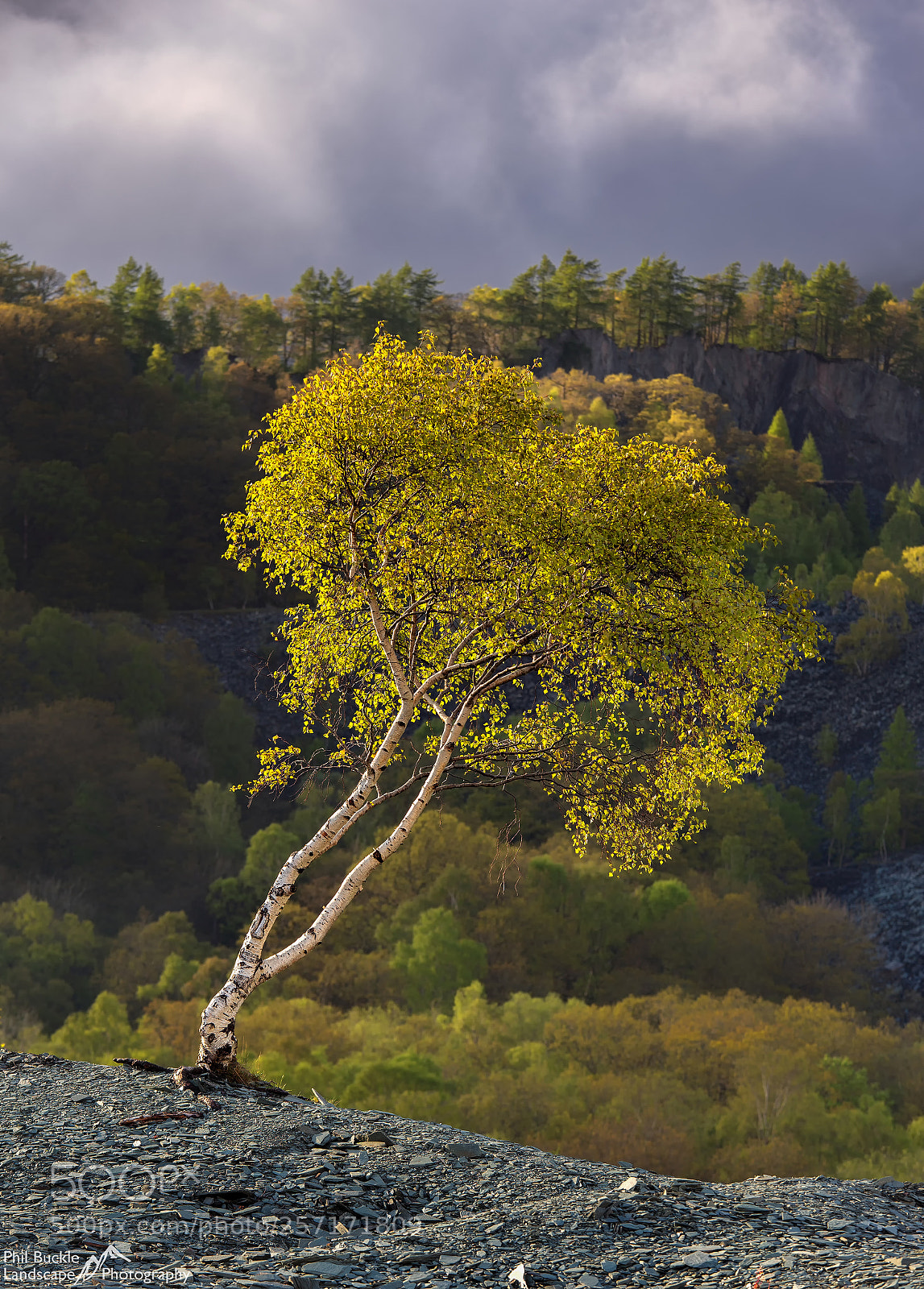 Canon EOS 6D sample photo. Hodge close silver birch photography