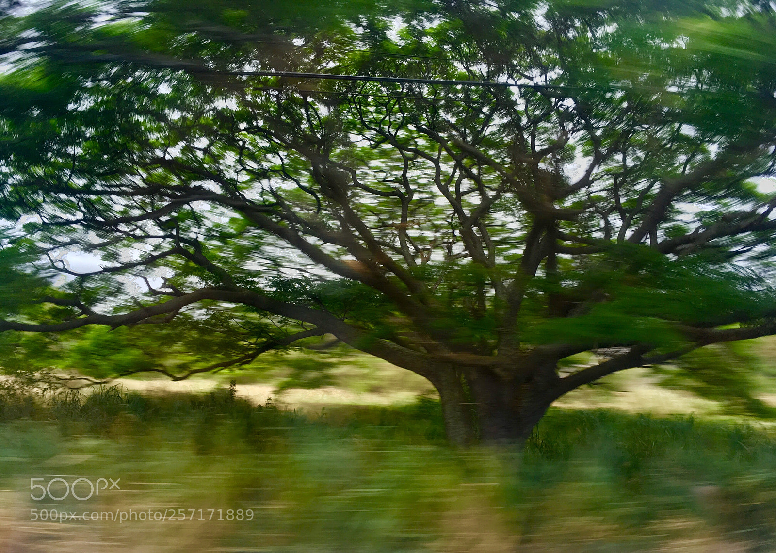Apple iPhone SE sample photo. Trees in motion photography