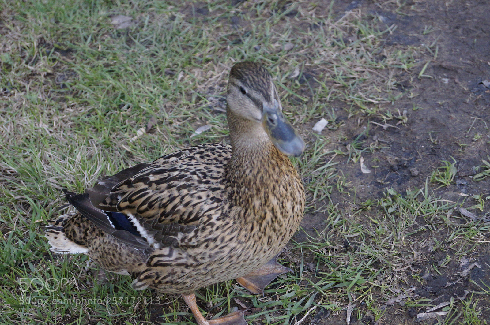 Sony SLT-A57 sample photo. Untitled photography