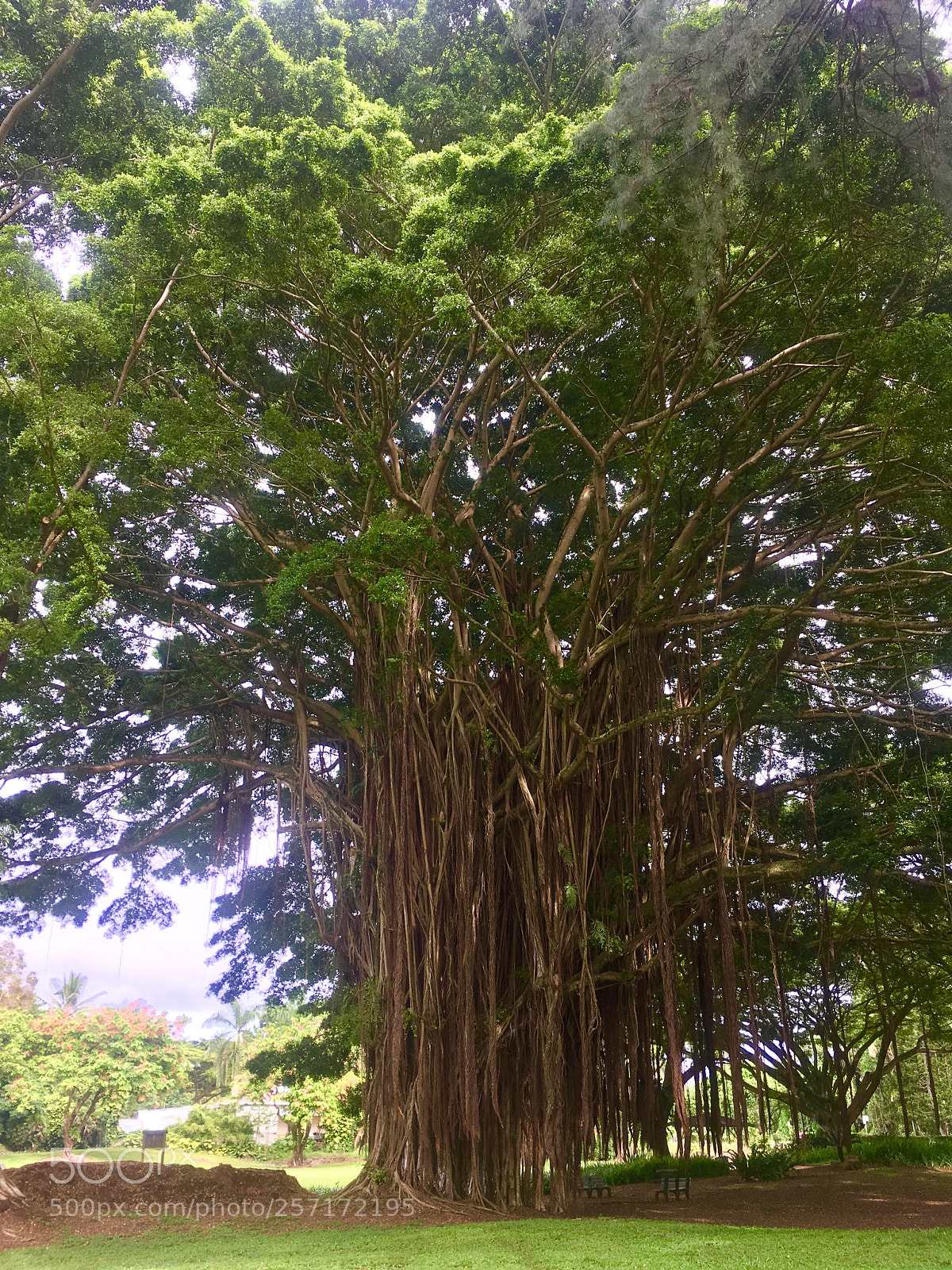 Apple iPhone SE sample photo. The mighty banyan photography