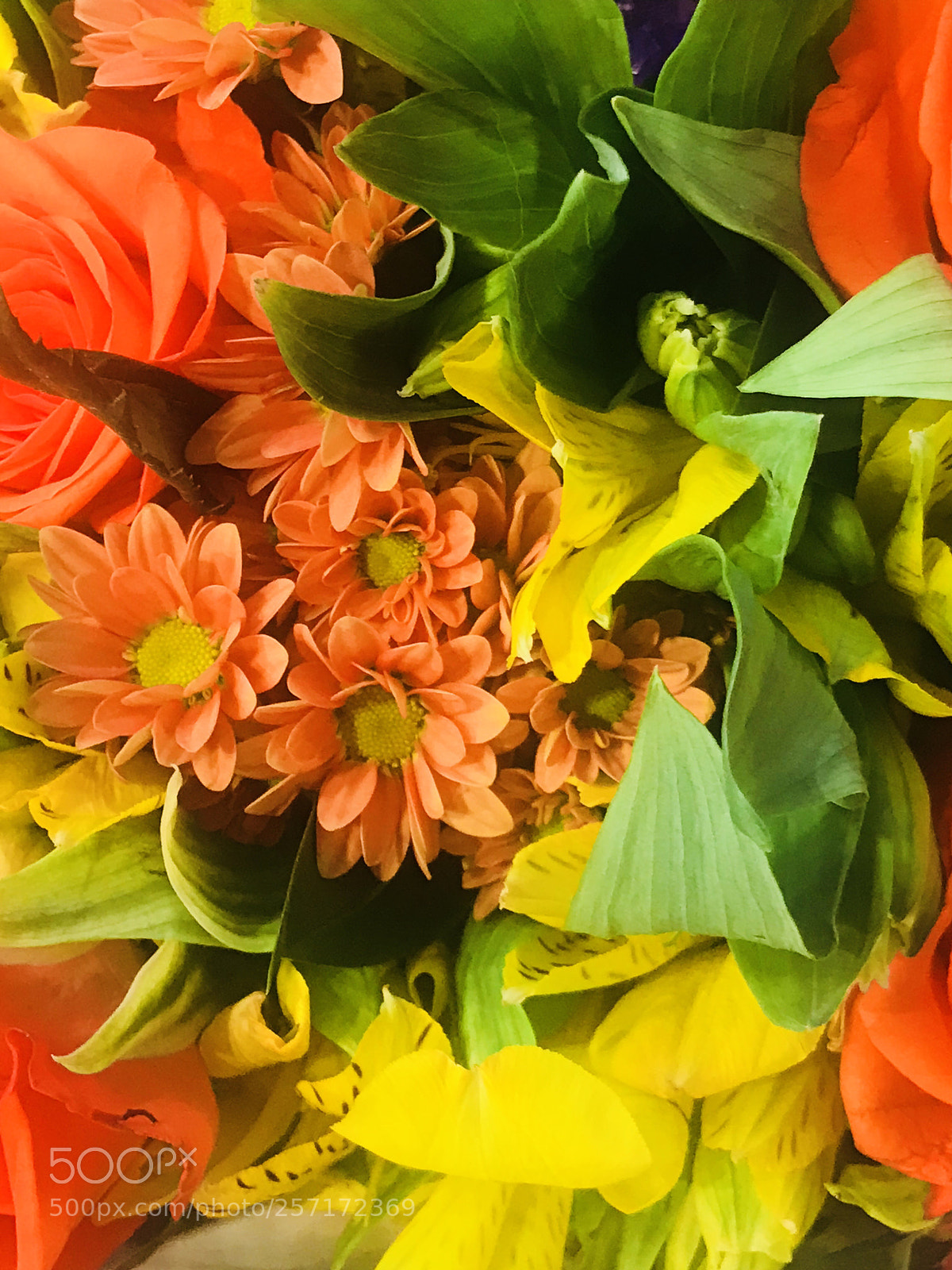 Apple iPhone 7 Plus sample photo. Wild photography