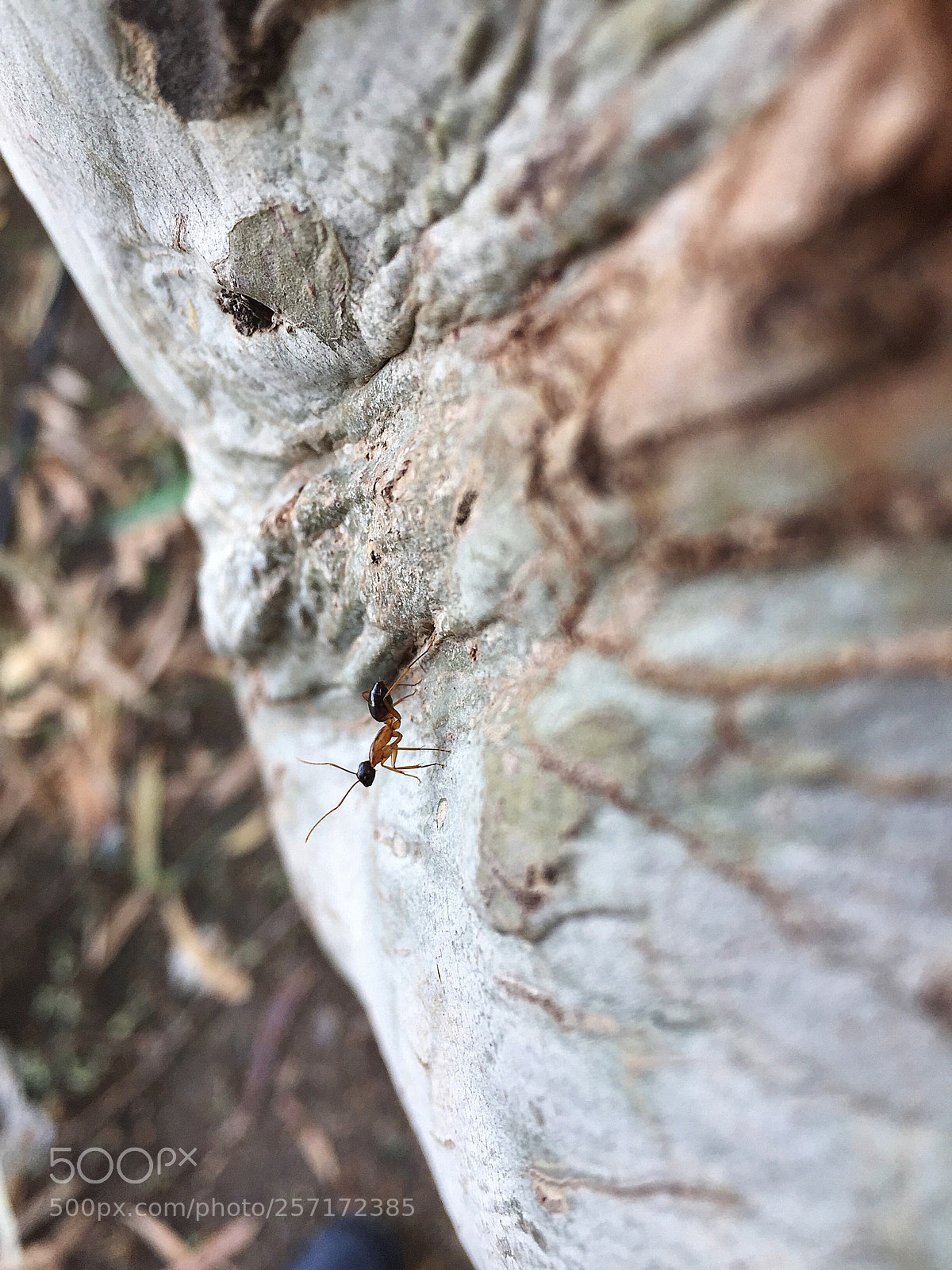 Apple iPhone 6 Plus sample photo. Doda photography