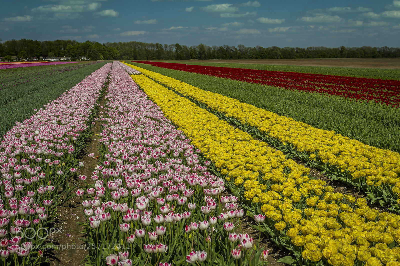 Canon EOS 7D sample photo. Tulips8 photography