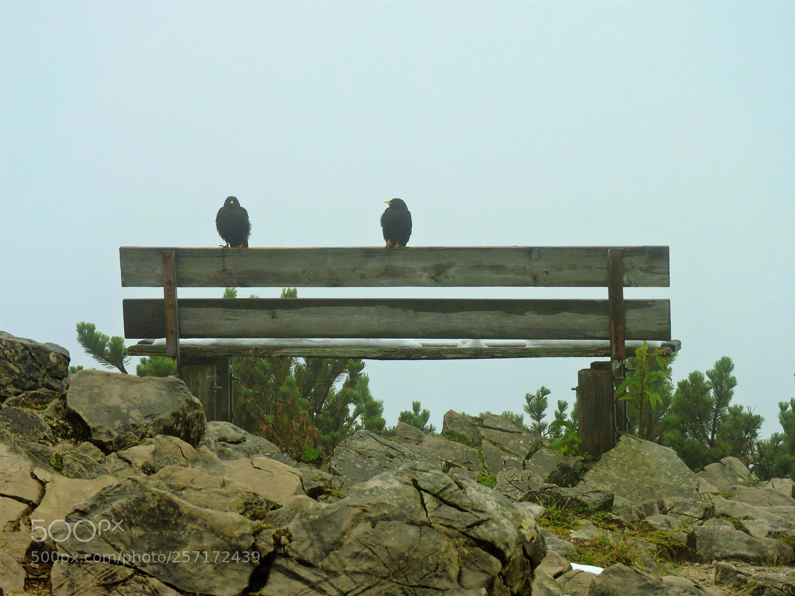 Nikon Coolpix P600 sample photo. Birds over eagles nest photography
