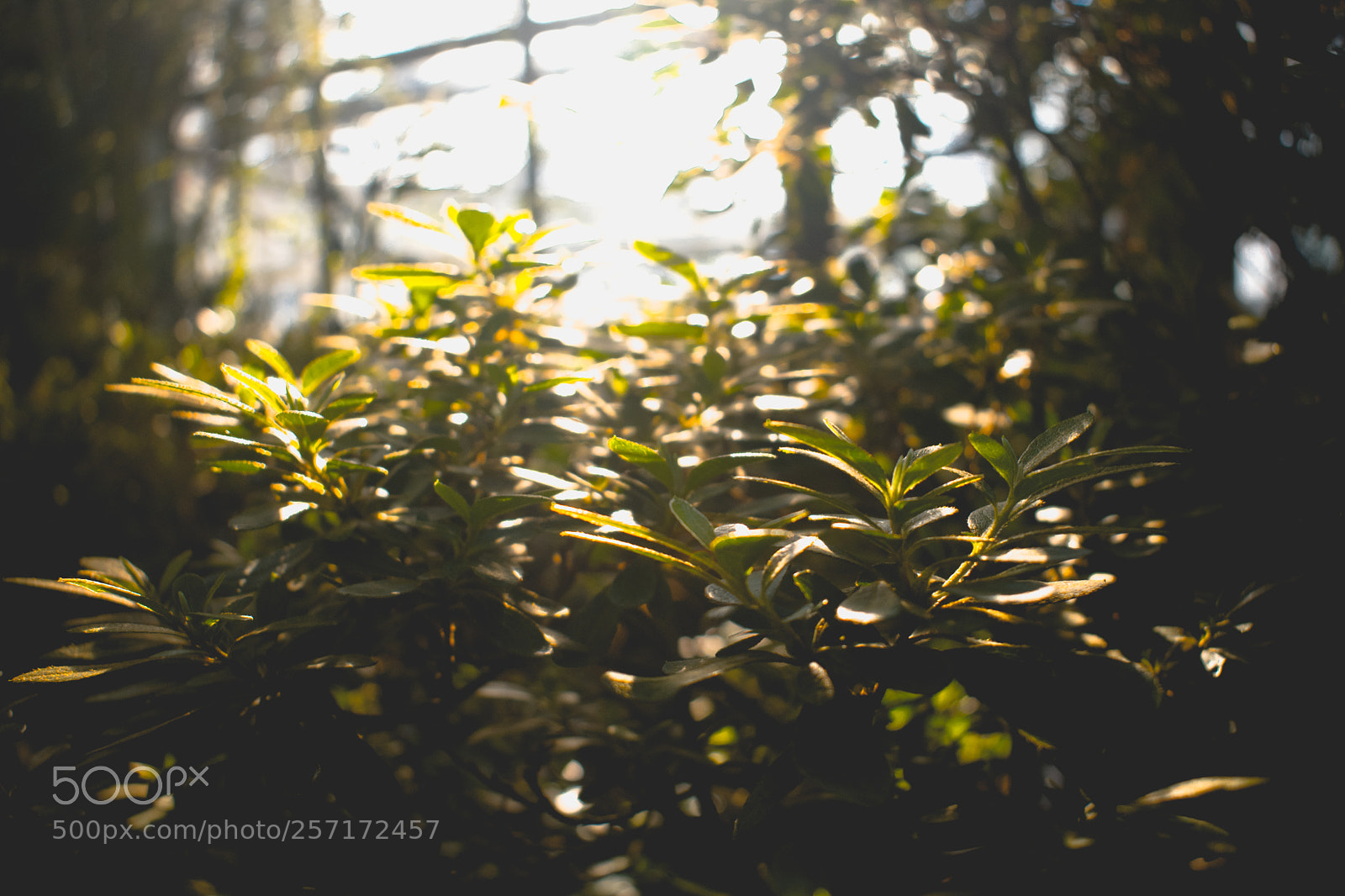 Nikon D3400 sample photo. Ray photography