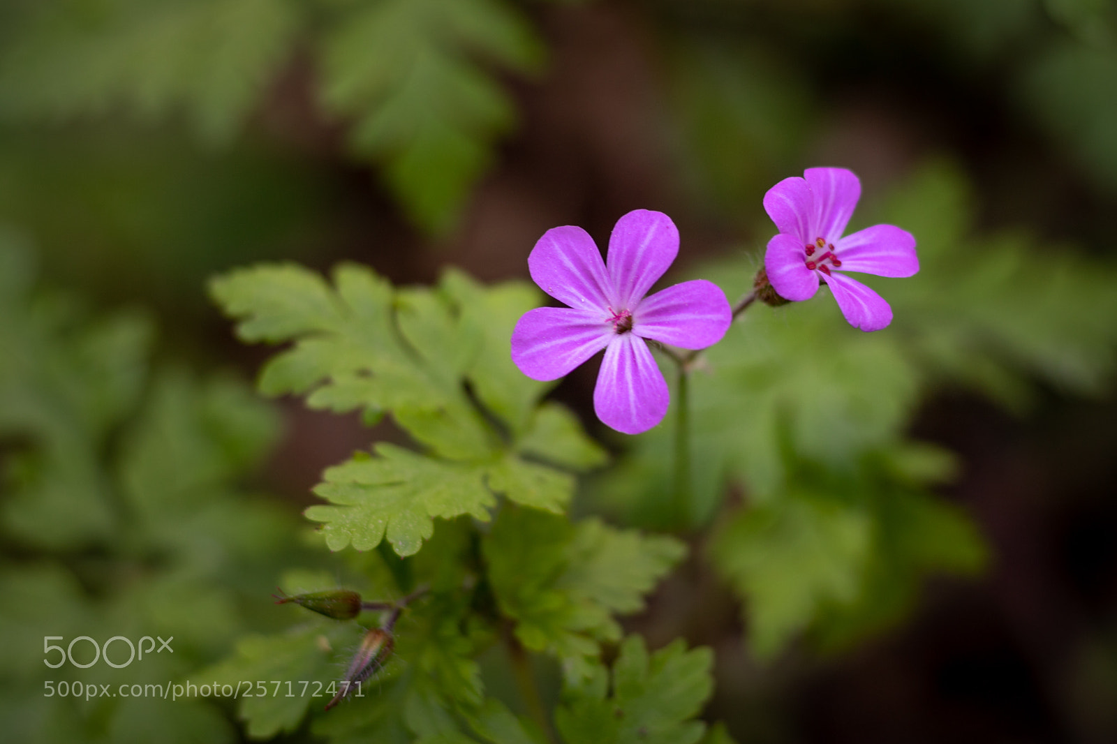 Canon EOS 750D (EOS Rebel T6i / EOS Kiss X8i) sample photo. Blossom photography