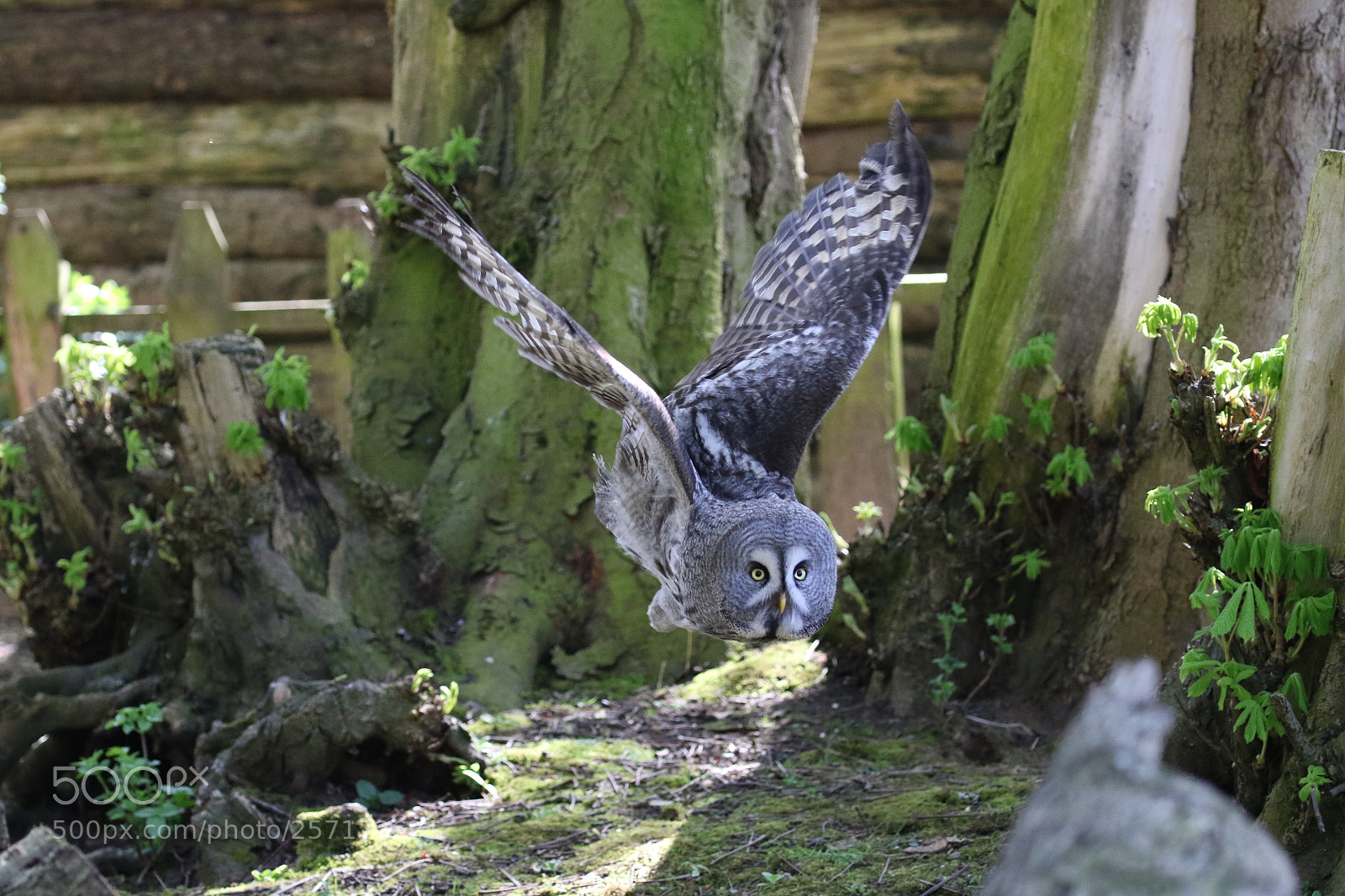 Canon EOS 7D Mark II sample photo. Great grey owl photography