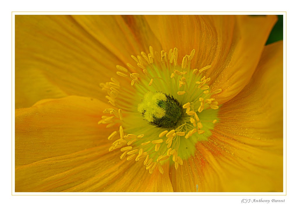 Nikon AF-S Micro-Nikkor 105mm F2.8G IF-ED VR sample photo. Pavot des alpes _papaver alpinium photography