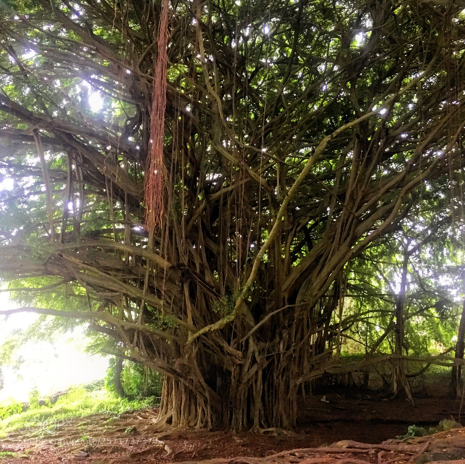 Apple iPhone SE sample photo. Mighty banyan photography