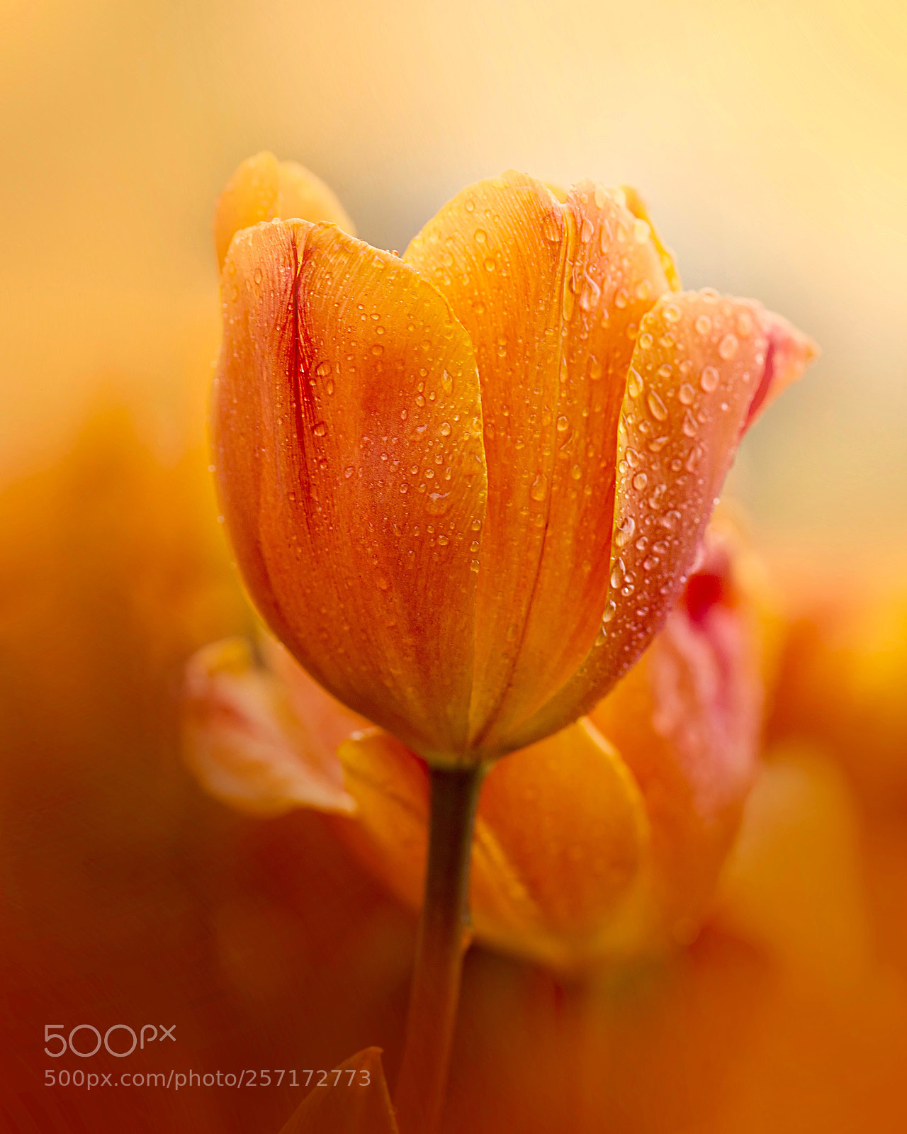 Canon EOS 6D sample photo. In the rain photography