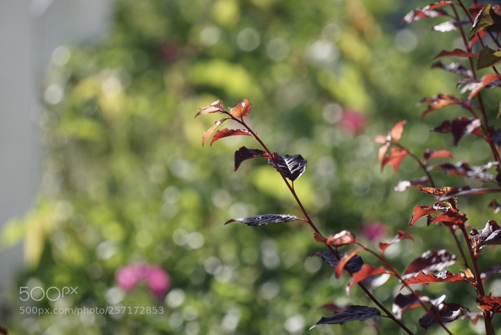 Sony a6000 sample photo. Untitled photography