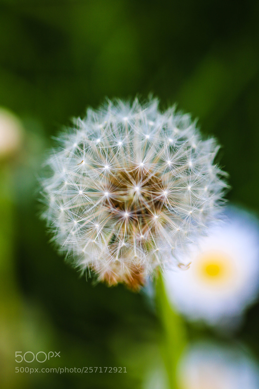 Canon EOS 750D (EOS Rebel T6i / EOS Kiss X8i) sample photo. Fragile dandelion photography
