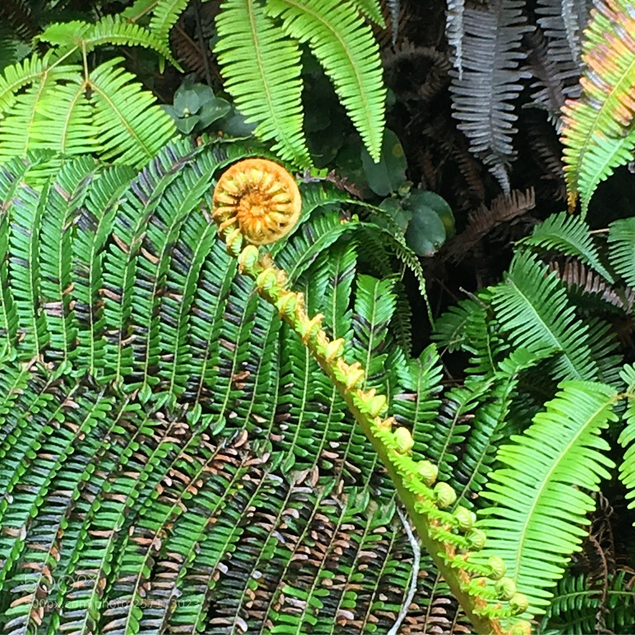 Apple iPhone SE sample photo. Nature series photography