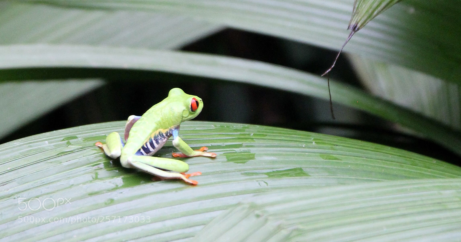 Canon EOS 600D (Rebel EOS T3i / EOS Kiss X5) sample photo. Frog  photography