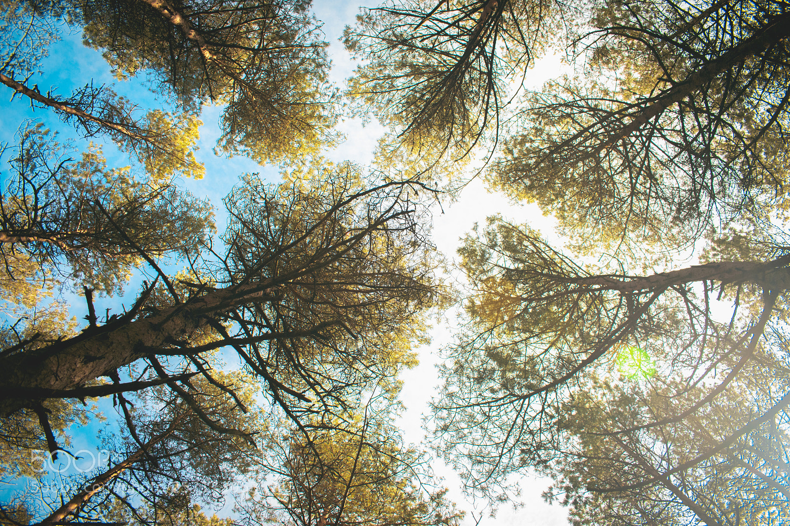 Nikon D3400 sample photo. Look up photography