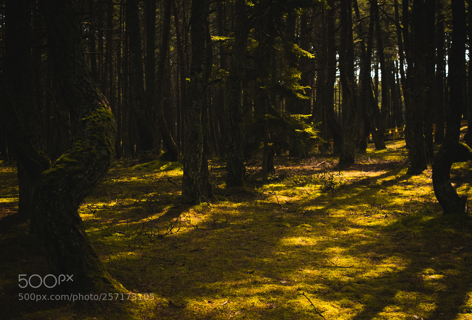 Nikon D3400 sample photo. Dancing forest photography