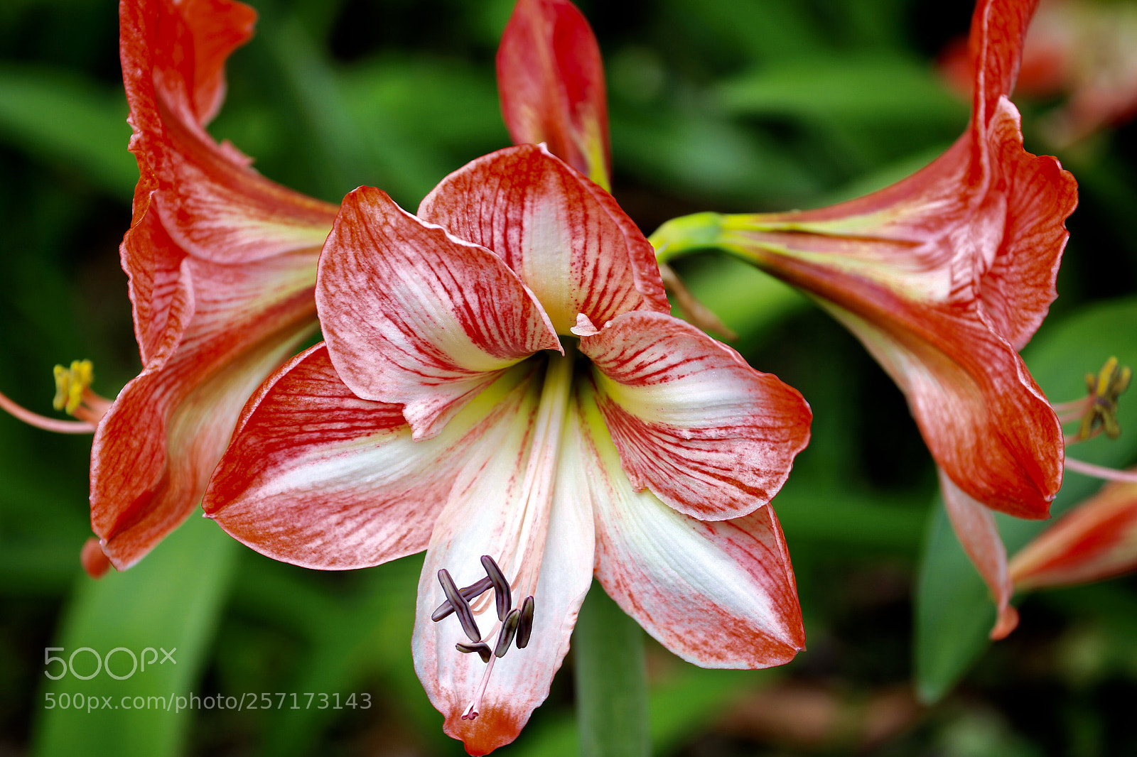 Canon EOS-1D Mark IV sample photo. Untitled photography