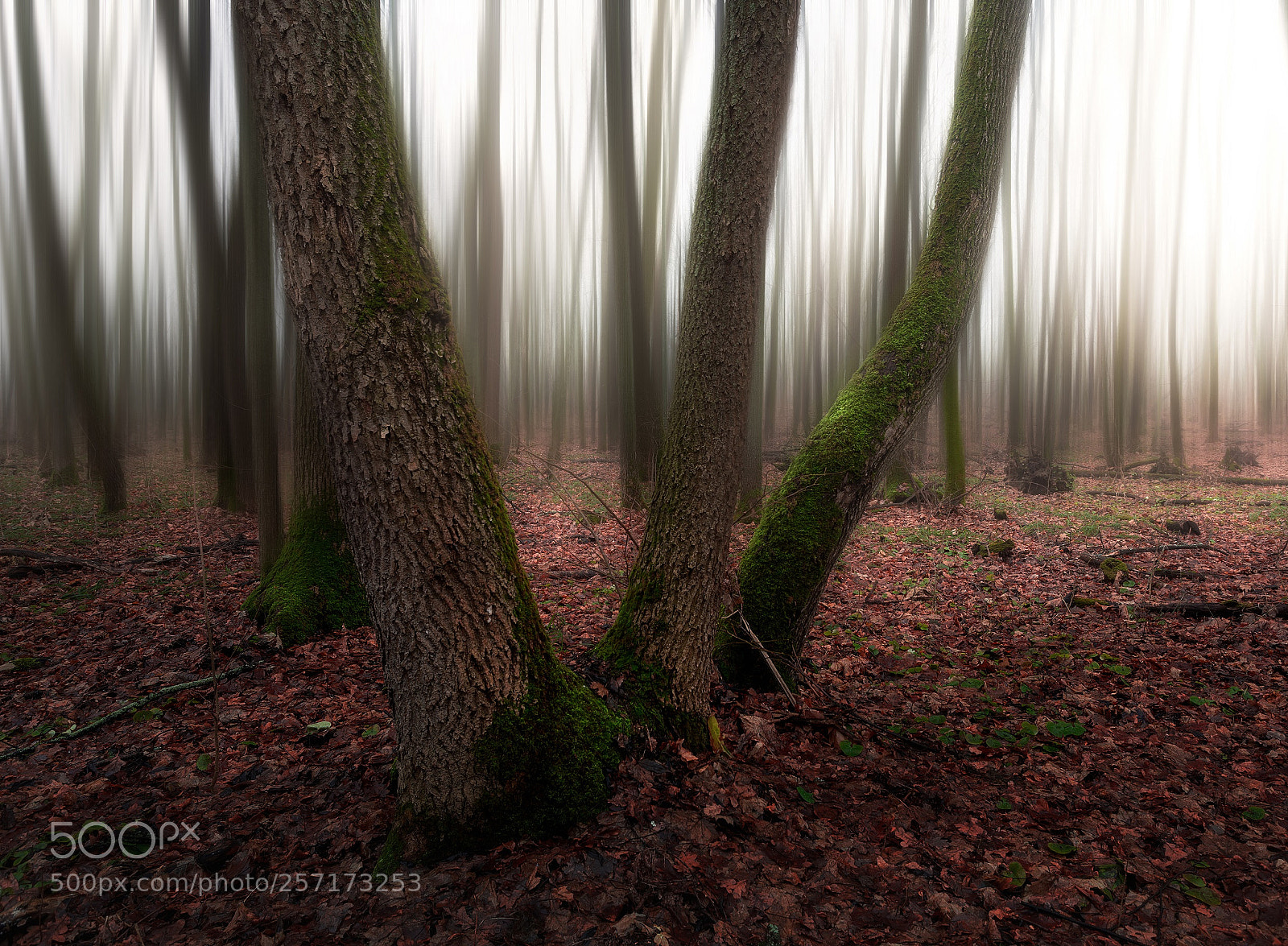 Canon EOS 6D sample photo. Foggy morning photography