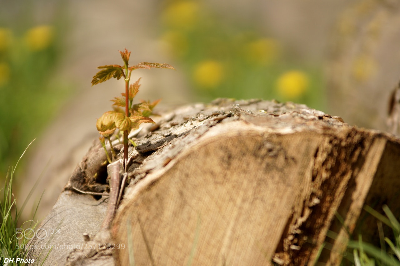 Sony ILCA-77M2 sample photo. New life in may photography