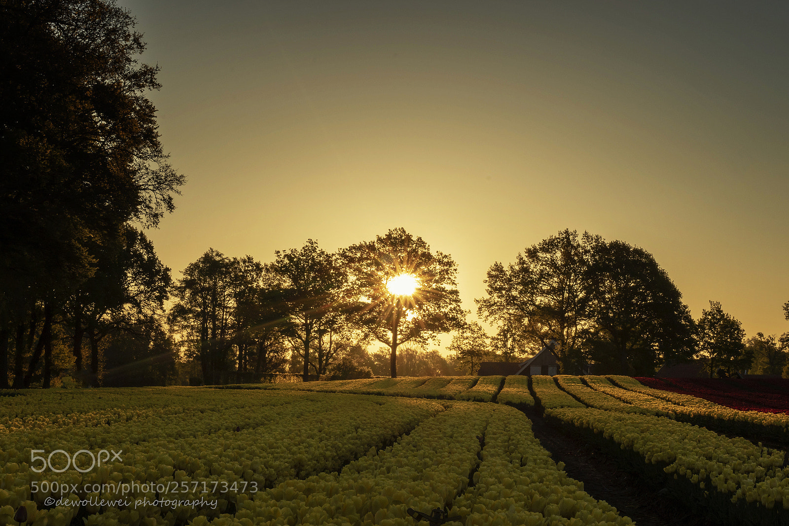 Canon EOS 7D Mark II sample photo. Tulipfield sunrise photography