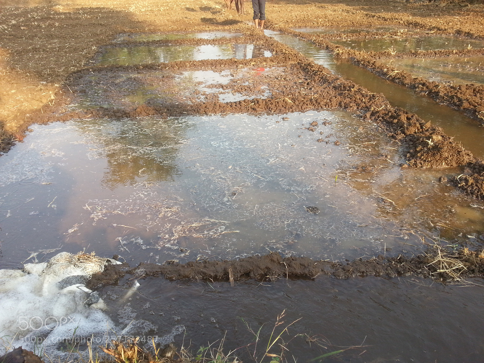 Samsung Galaxy S3 sample photo. Agriculture photography