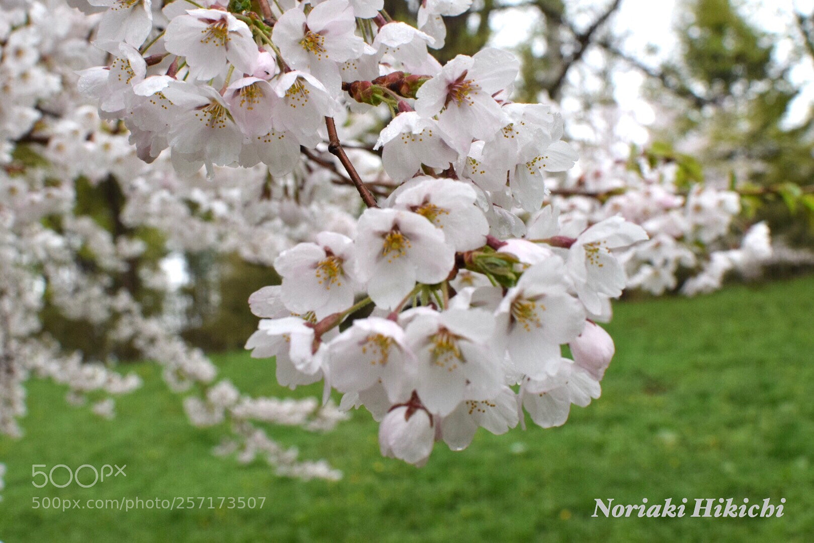 Nikon D5300 sample photo. Untitled photography
