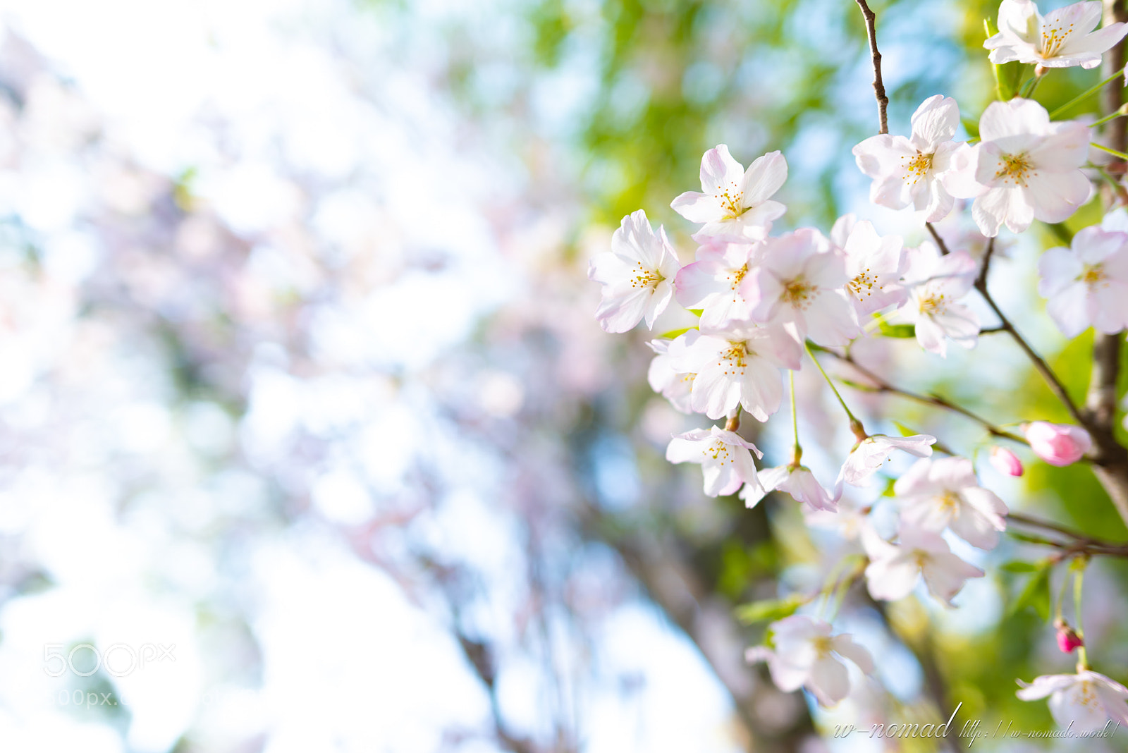 Nikon D750 sample photo. Fresh air photography