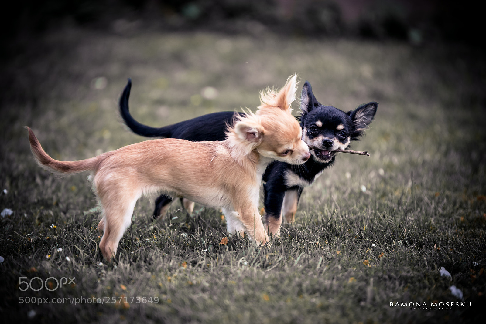 Nikon D810 sample photo. Chihuahua welpen photography
