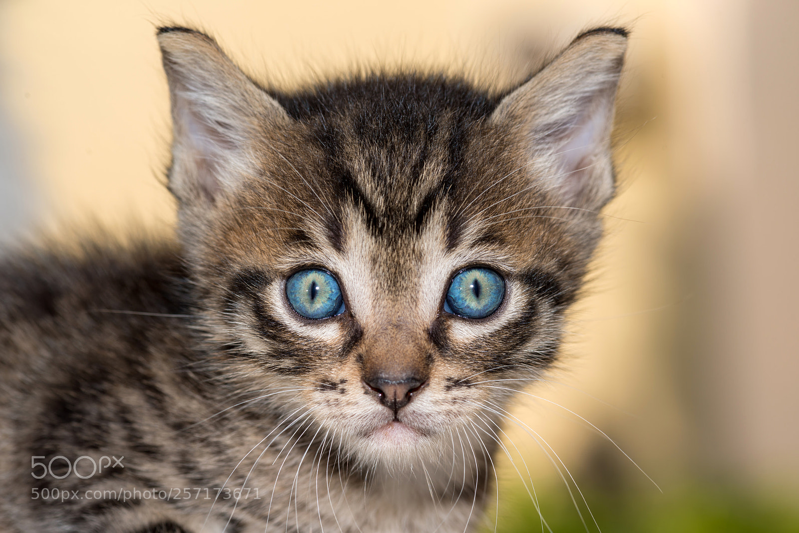 Nikon D800 sample photo. Cute cat photography