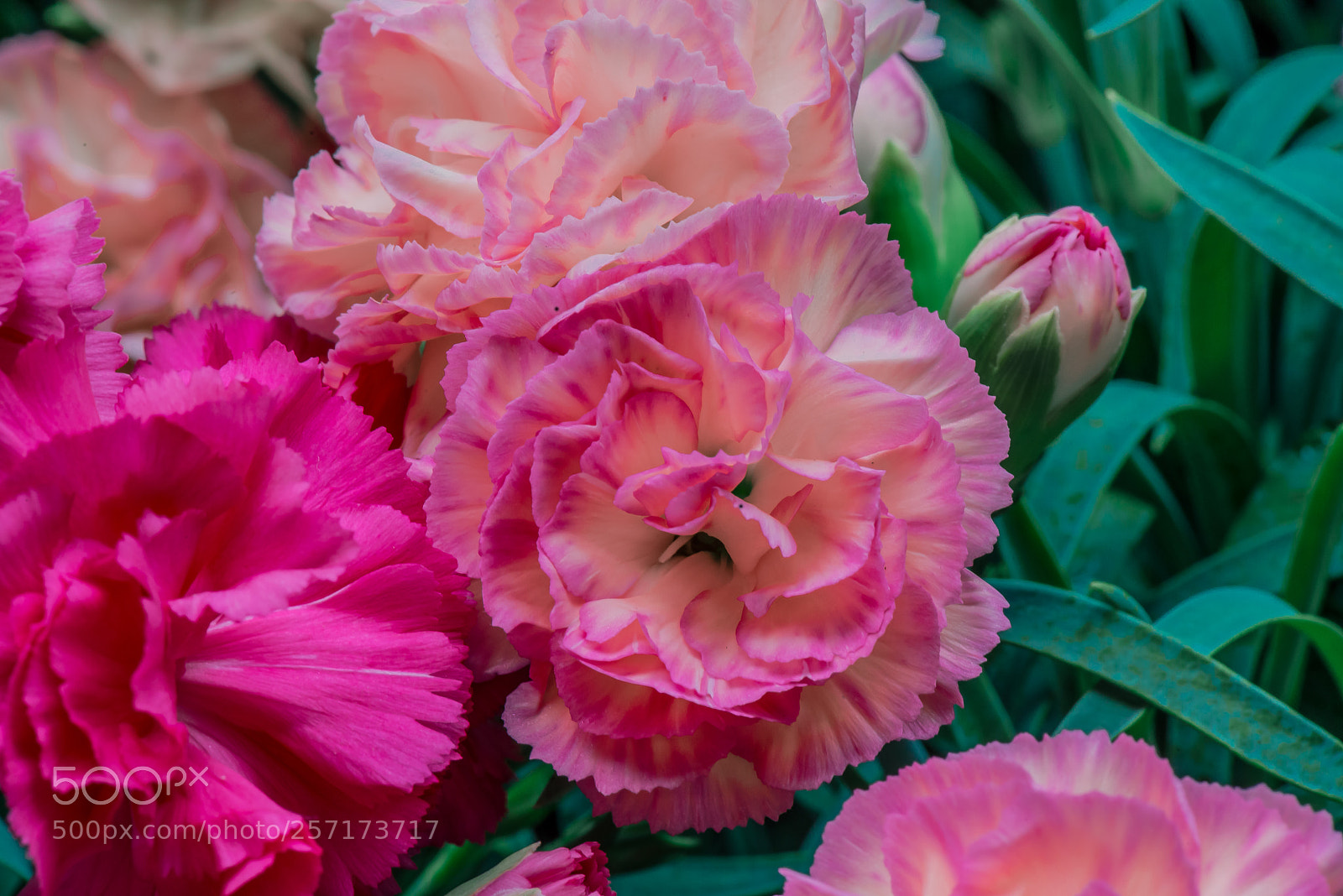 Nikon D800E sample photo. Carnation on mother's day photography